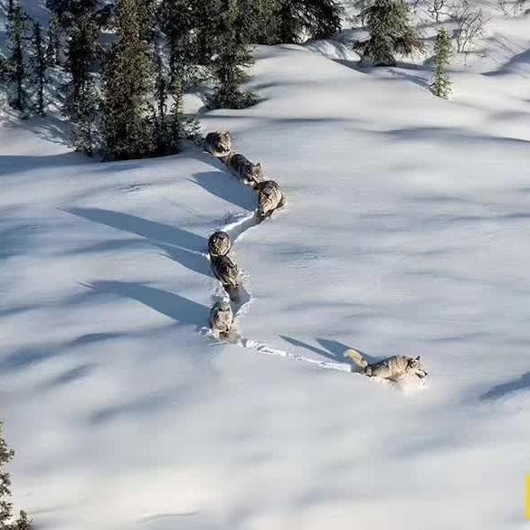 狼道（与狼共舞）