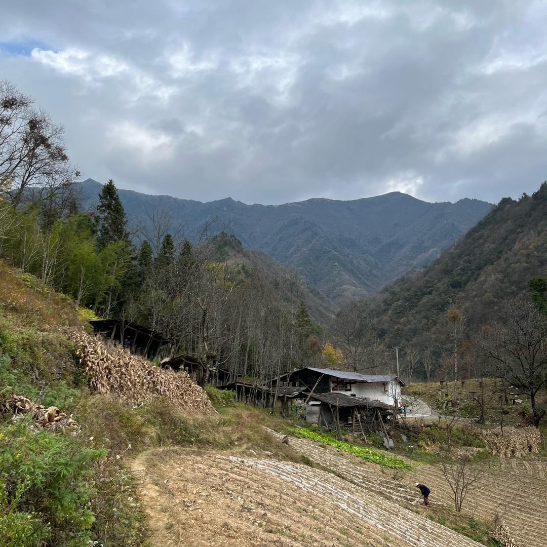 深山中的好蜂蜜
