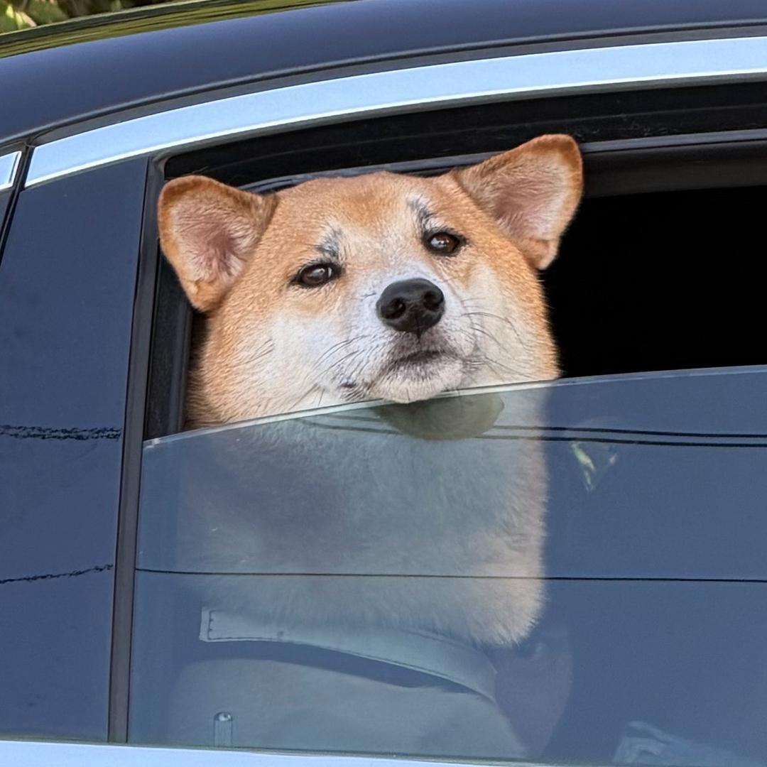 可爱黄面包🐕