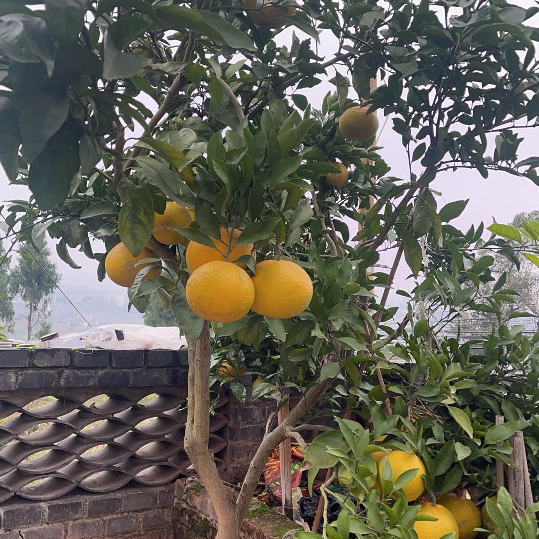 小陈助农乡村