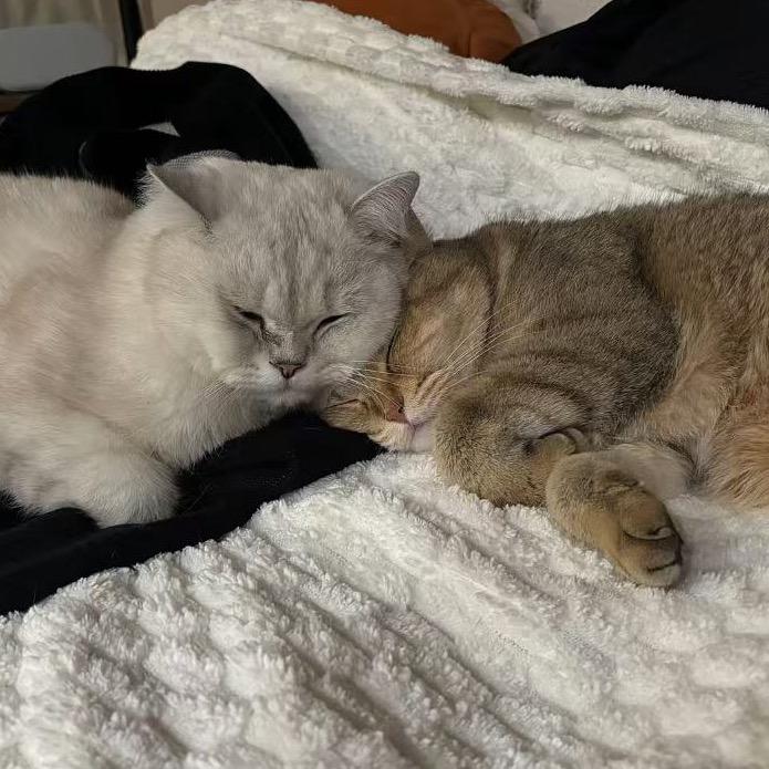 三只猫日记📔