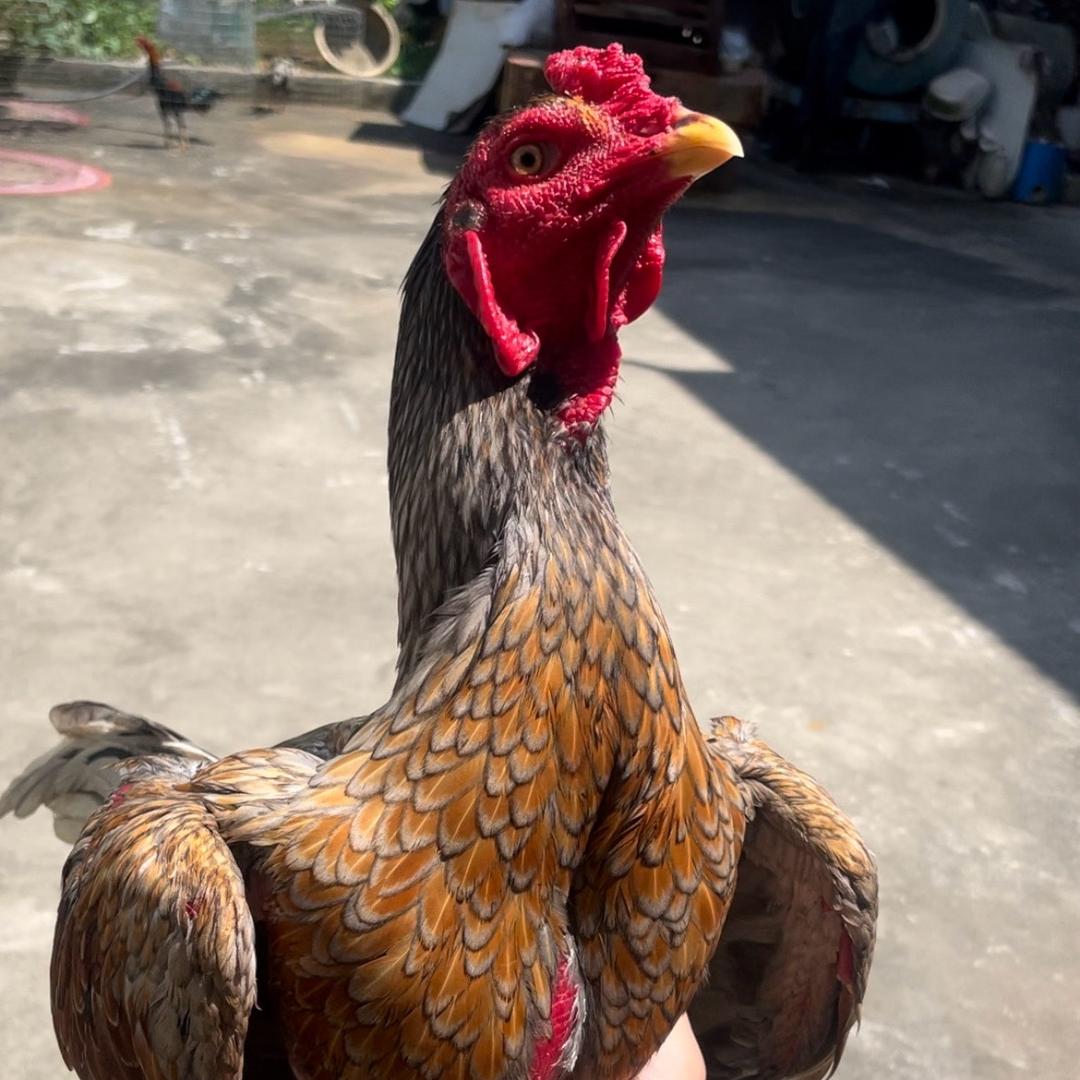 小通养殖场🌽