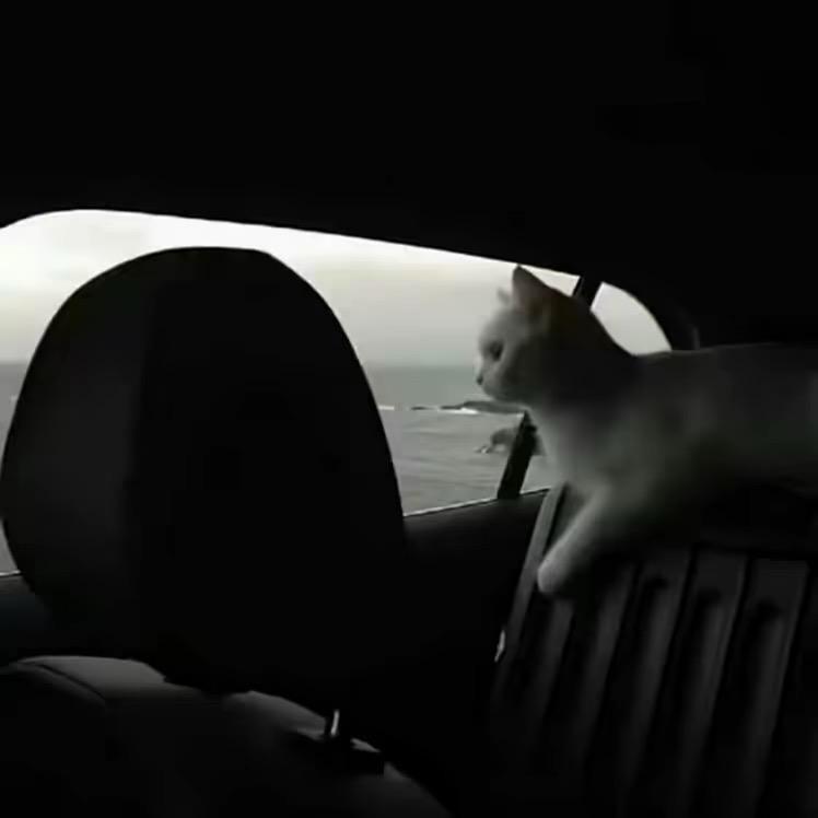 ㅤ͏͏͏͏ ㅤ͏͏͏͏Liu