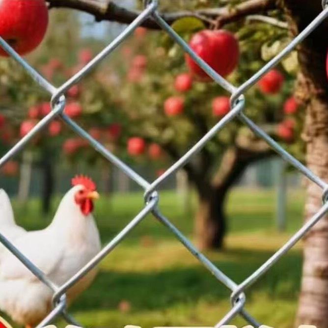 安平北方养殖网