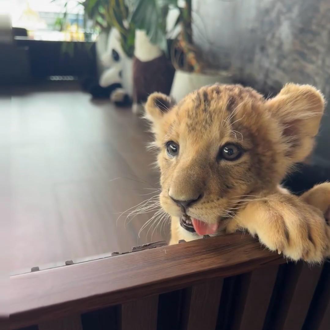 ￴￴￴ ￴￴￴￴ ￴￴ ￴芝士雪豹