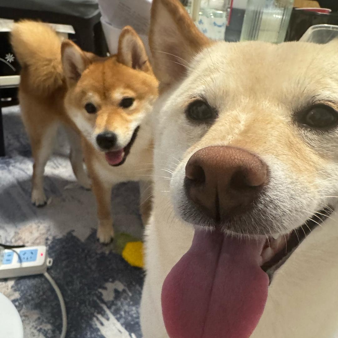 池塘里的一条🐟（努力学习版）