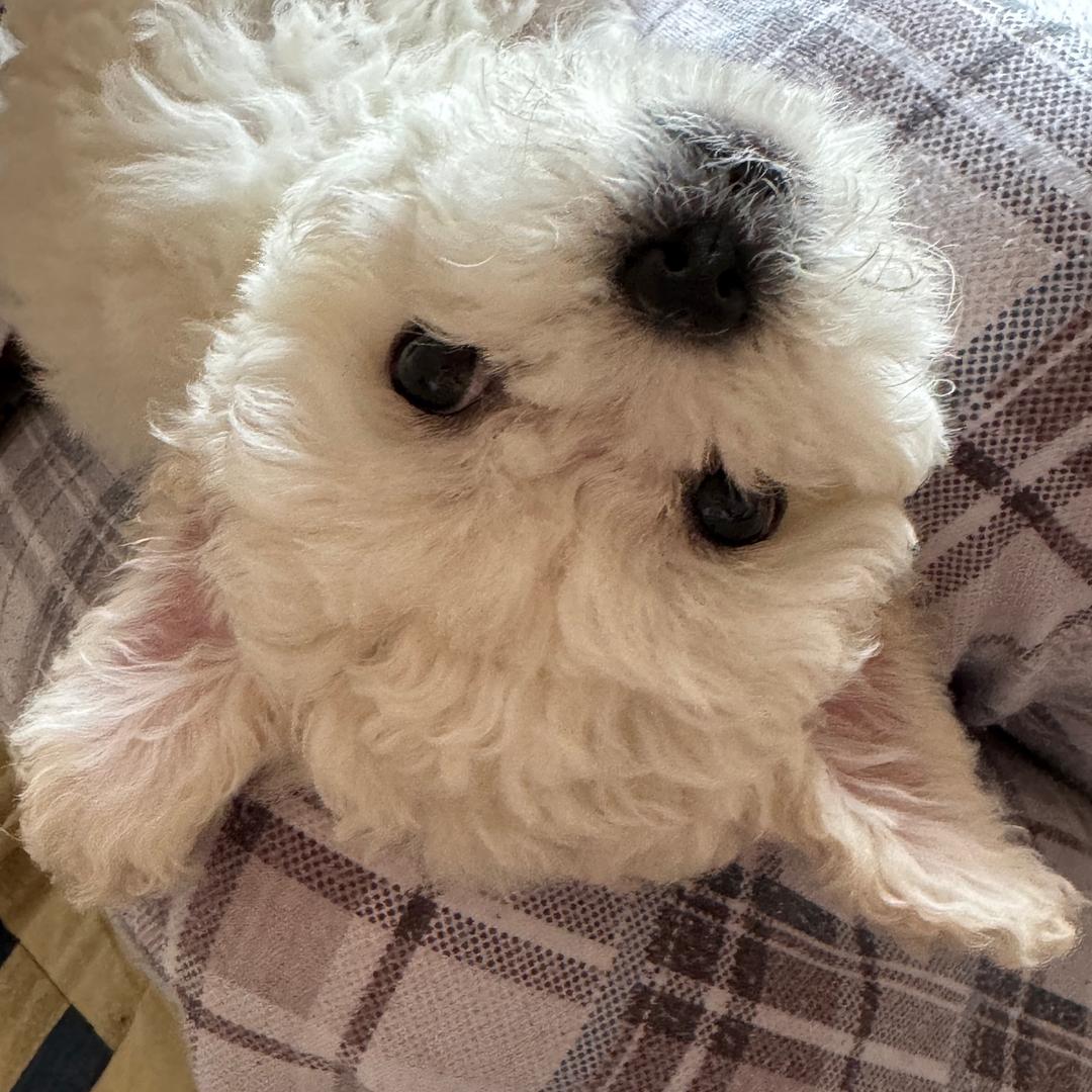 金条不是金是只小比熊