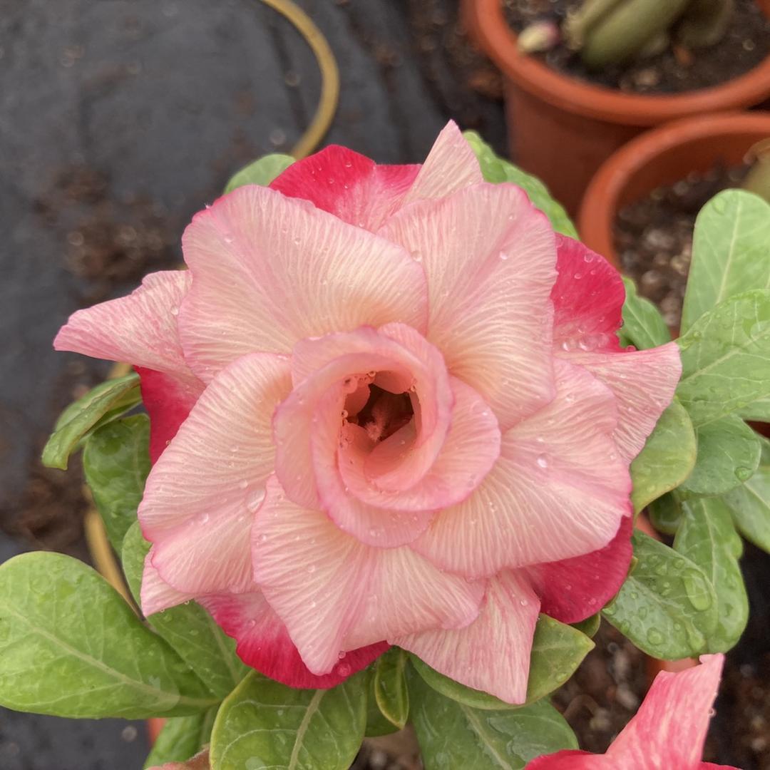 临雅花卉