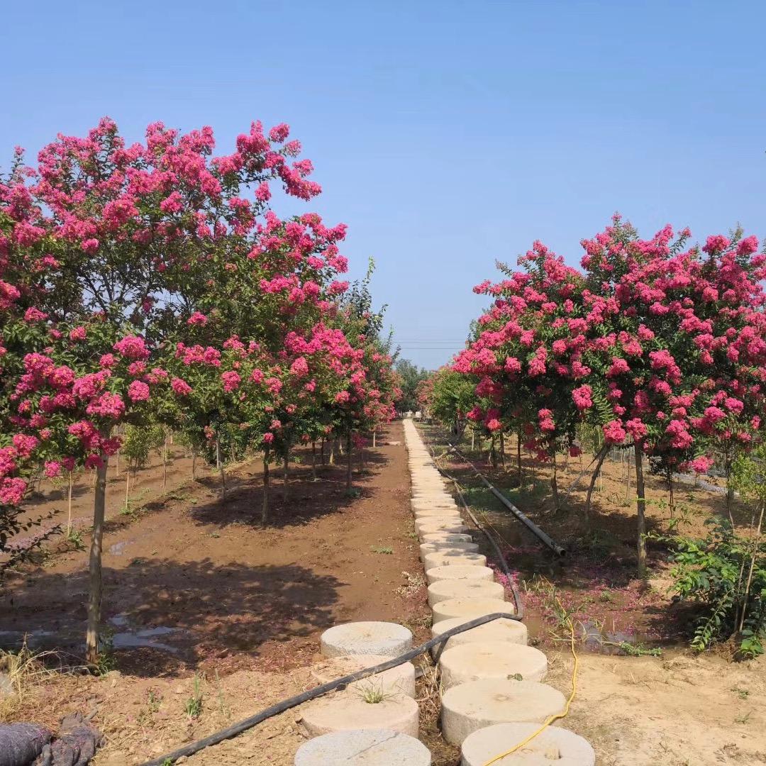 郯城尚泽紫薇园林沂蒙山小叶紫薇