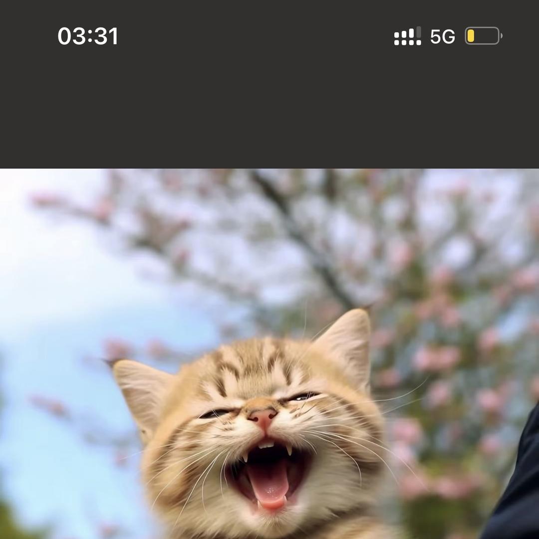 宠安乐