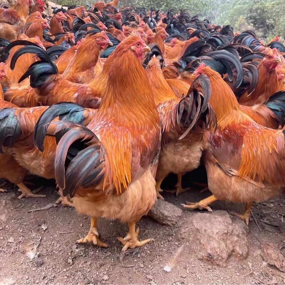 謝生三鸟零售批发