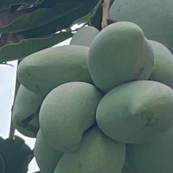 政好
