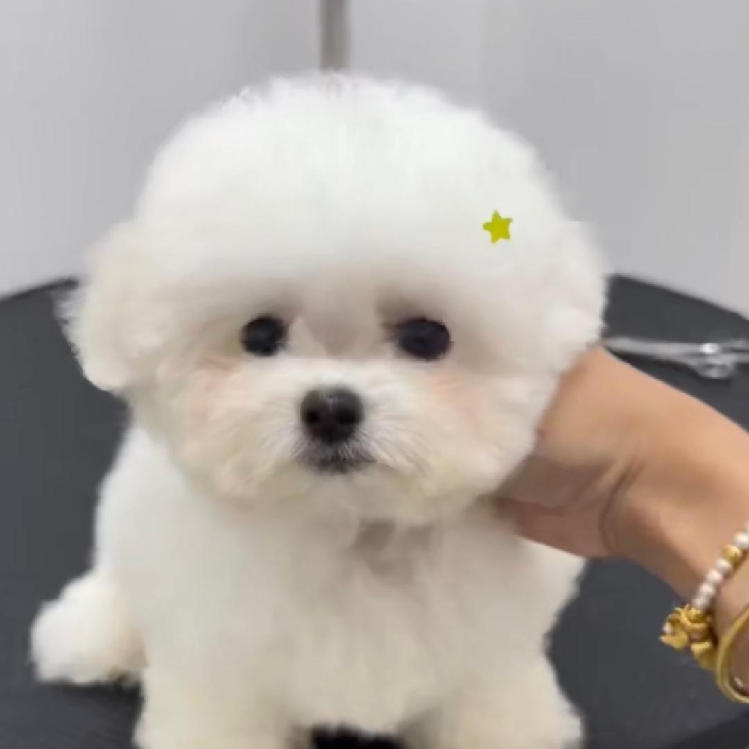 丹姐家的萌宠