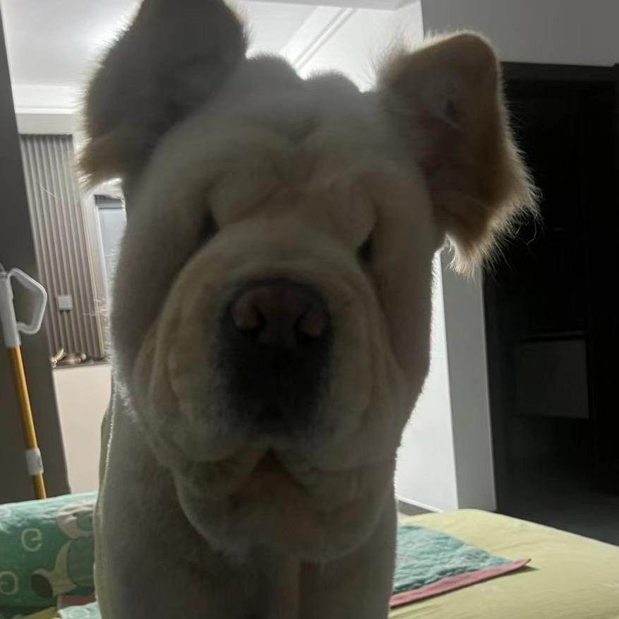 小疯子。