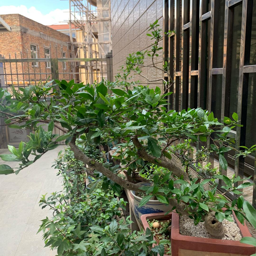 耕山园艺（出售春花、栀子花、石枫）