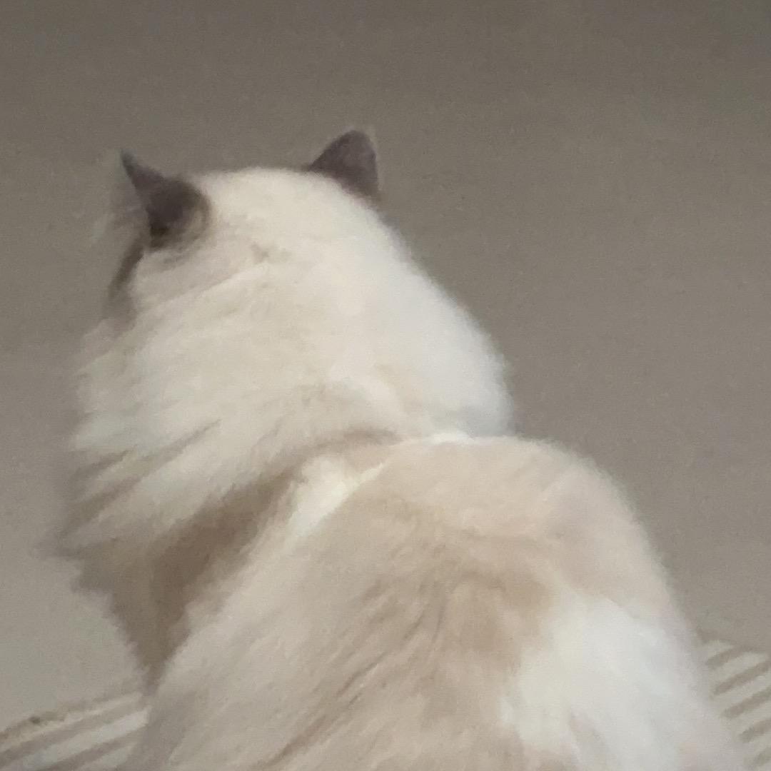 有梦想的鱼鱼