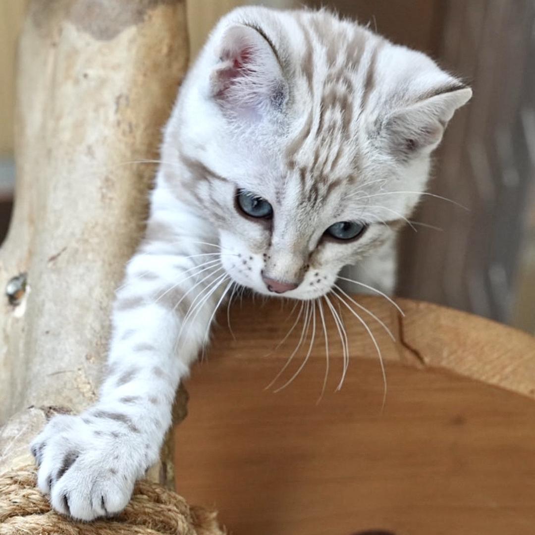 猎豹家族.孟加拉豹猫&萨凡纳猫