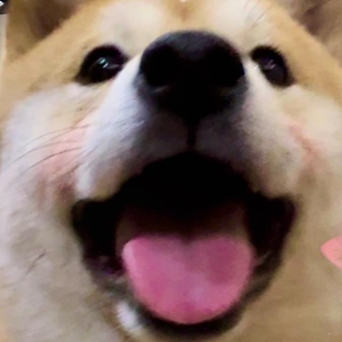 尔朵