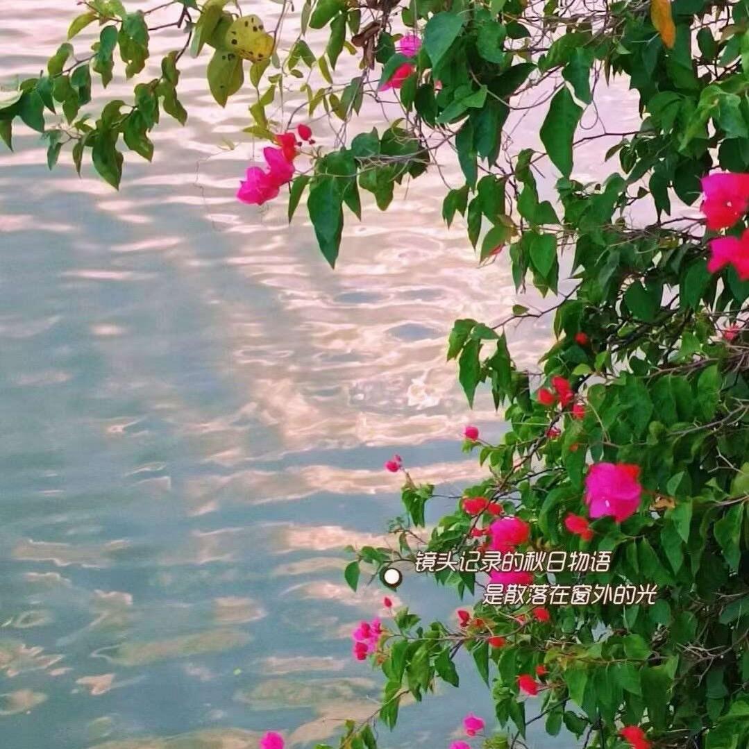 官方运营