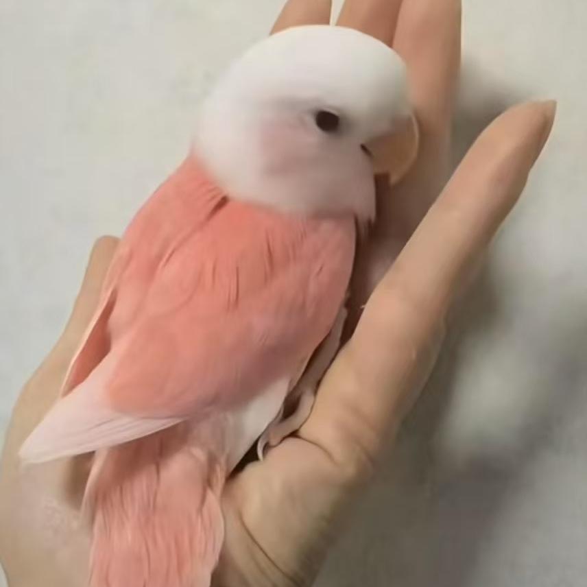 养只牡丹（昆明小龙）