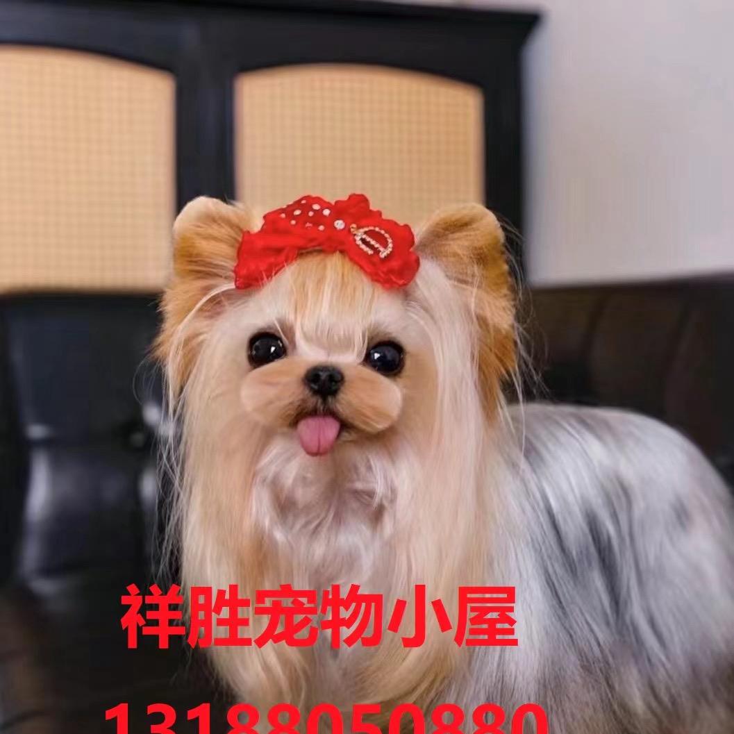 祥盛犬舍