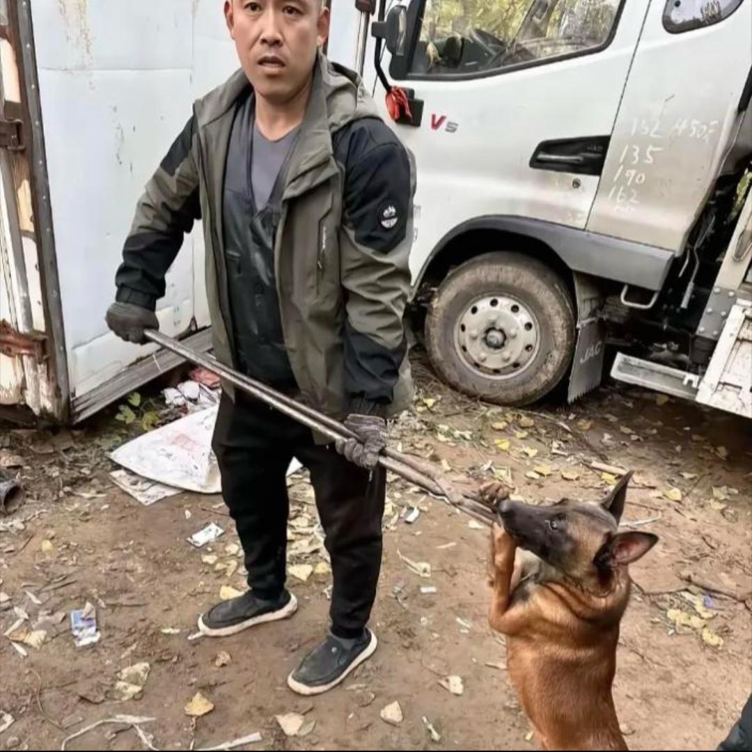 梅姐专业套狗20年