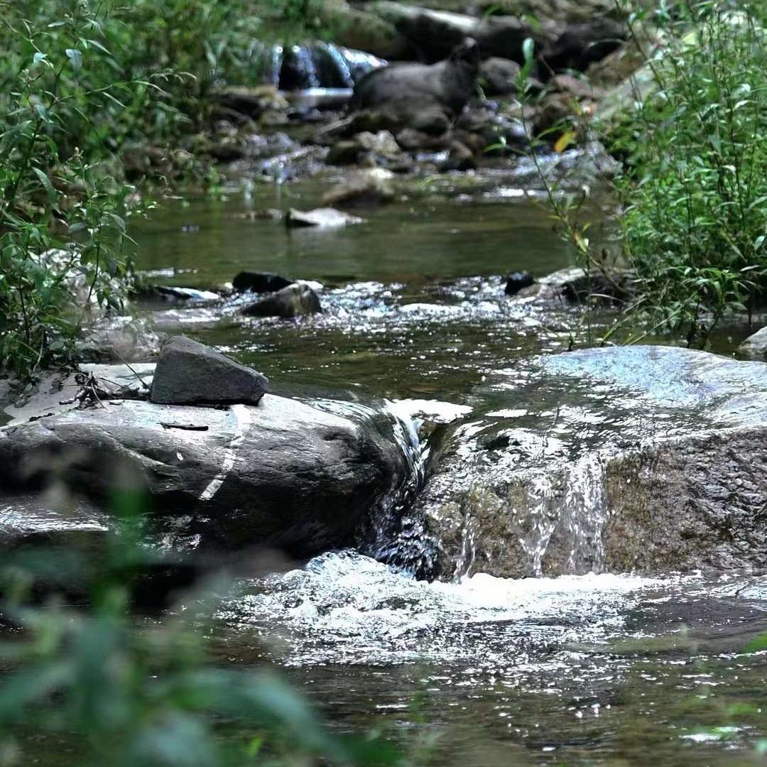 五龙池五爷故里民宿