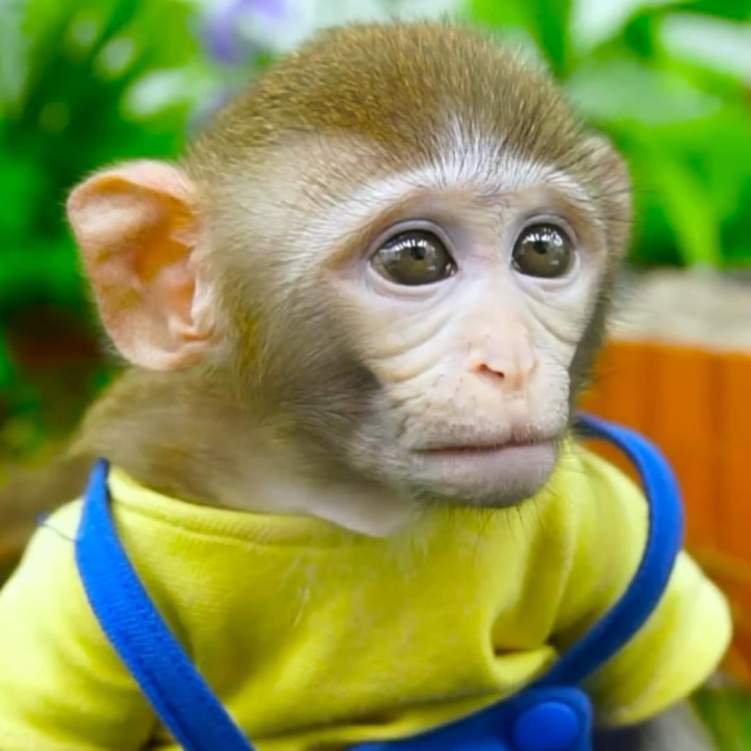 老吴动物园@抖音