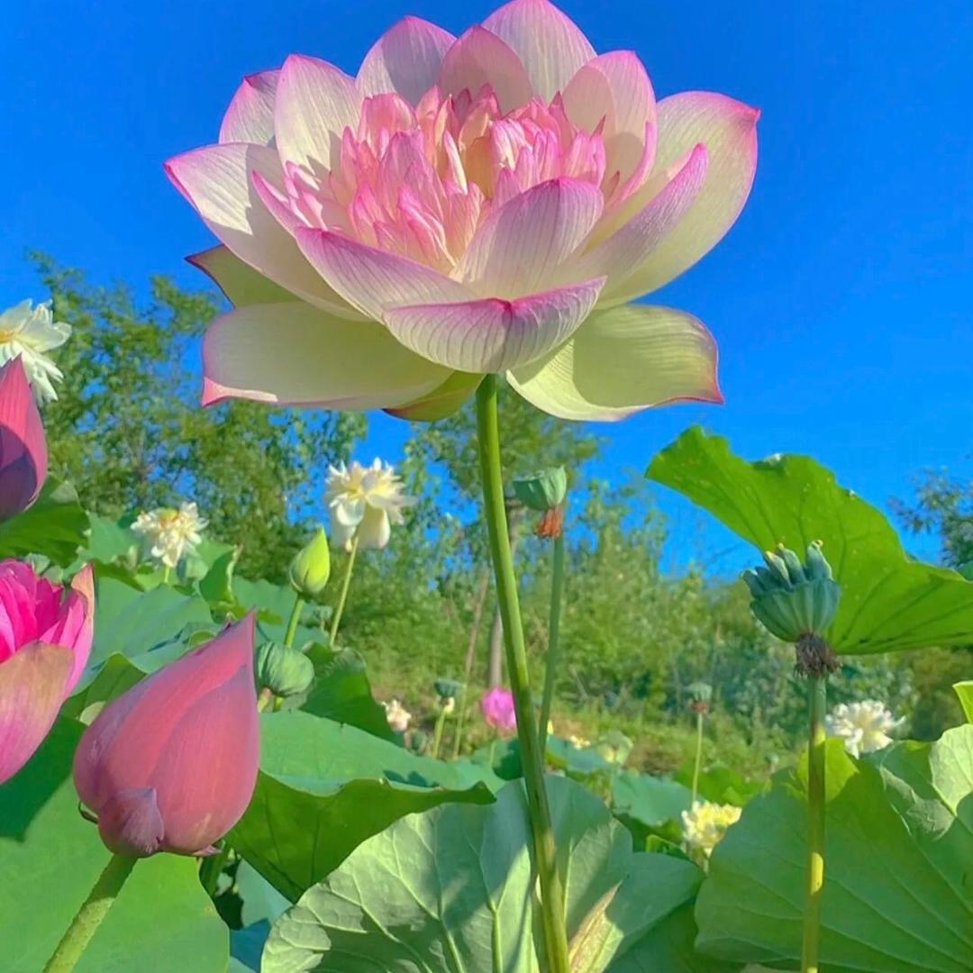 FeiFei（甄选）