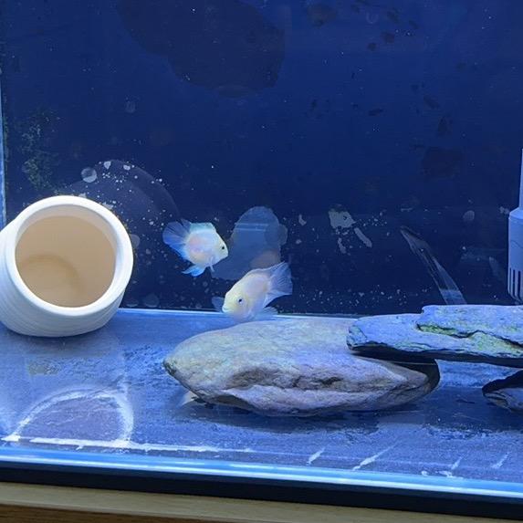 鱼🐟