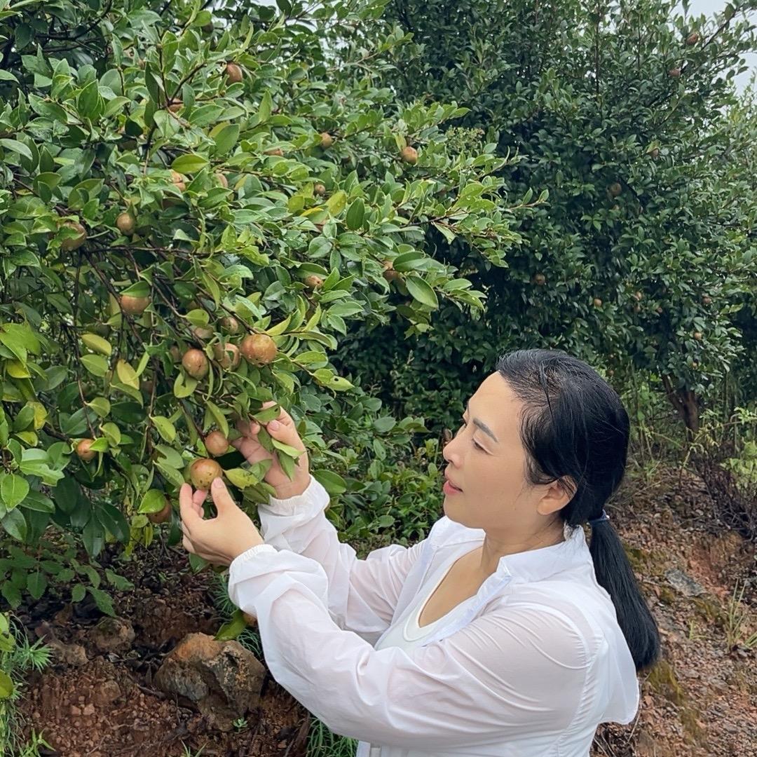 珍珠茶油