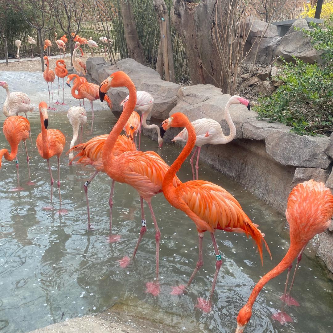 爱听音乐的小财