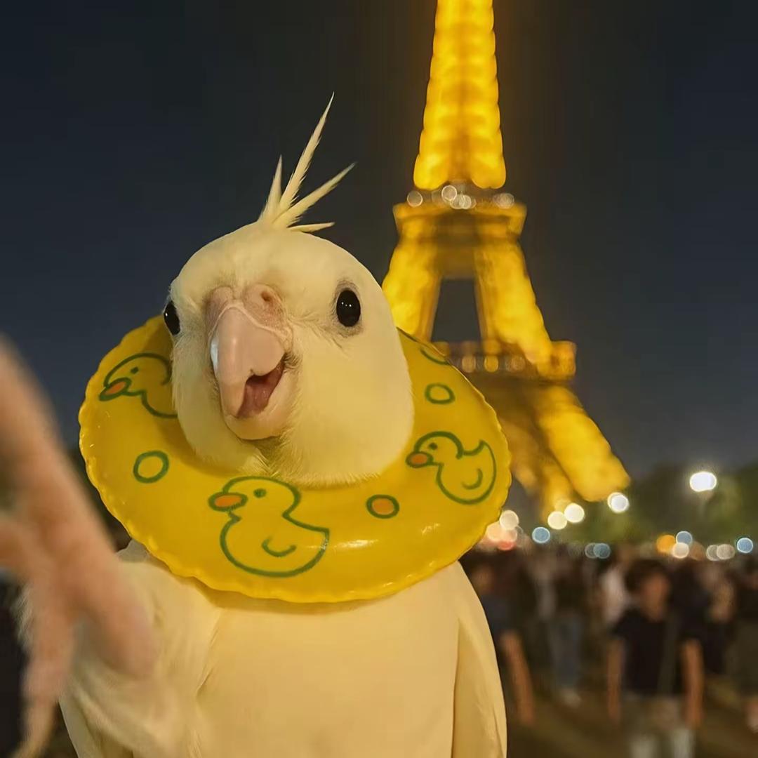 菜菜