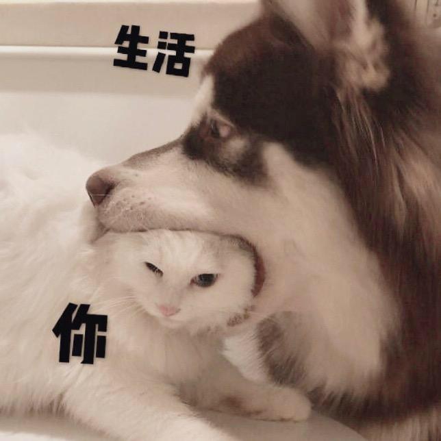 庄尼