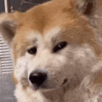 桃子姐姐呀
