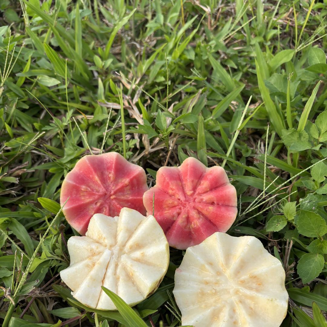 大脸东（芭乐季）