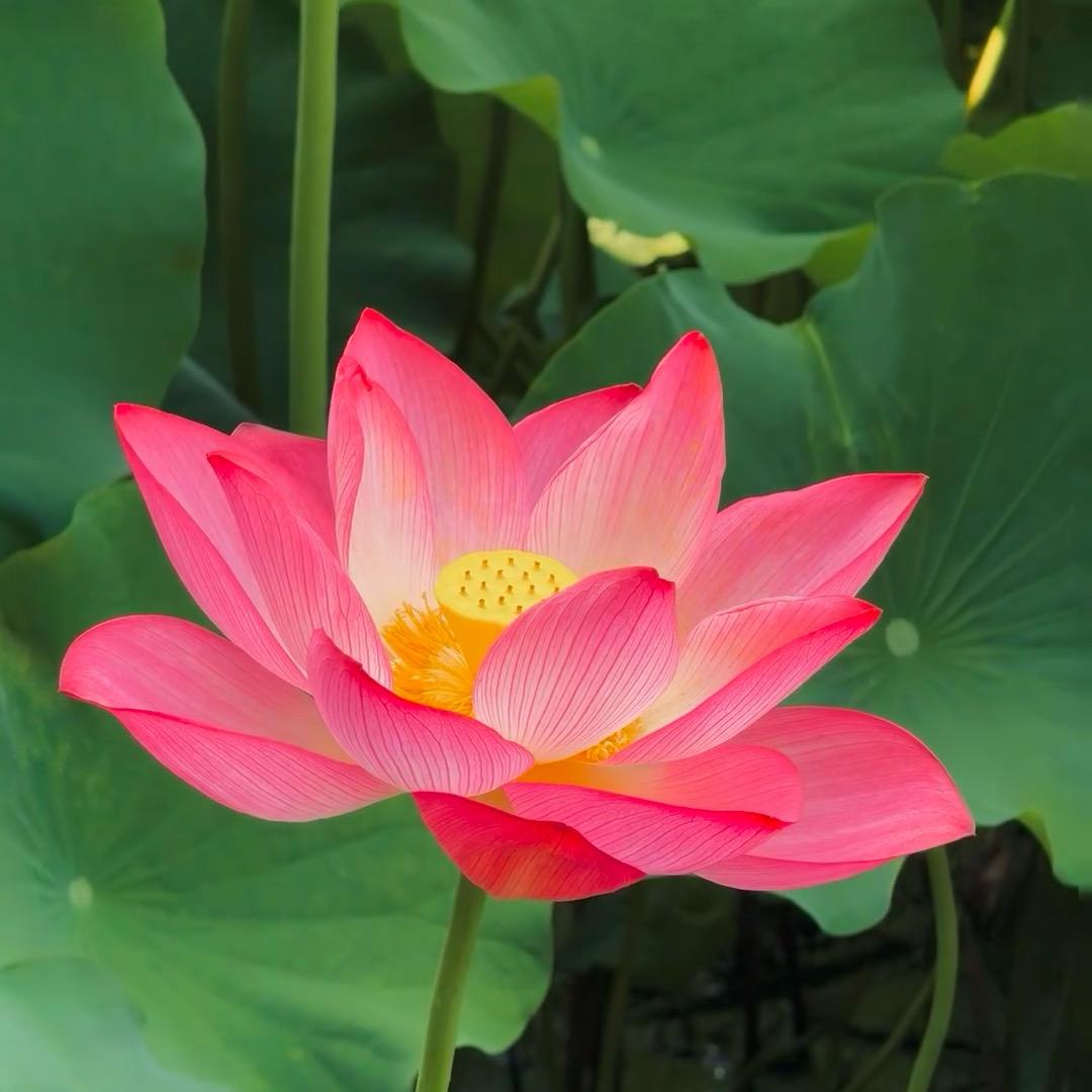 大梁