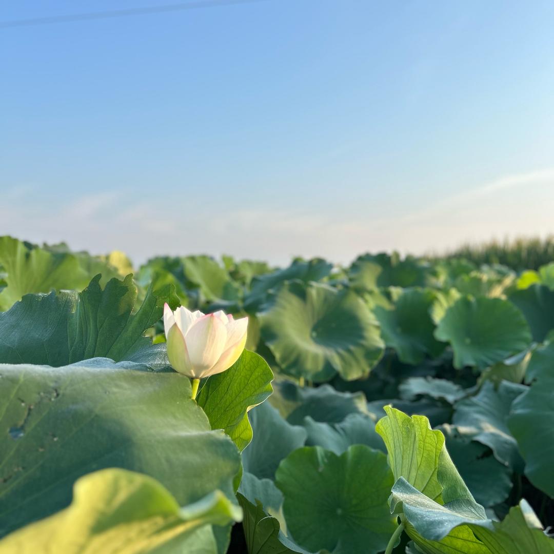 隆尧泽畔鲜贡藕