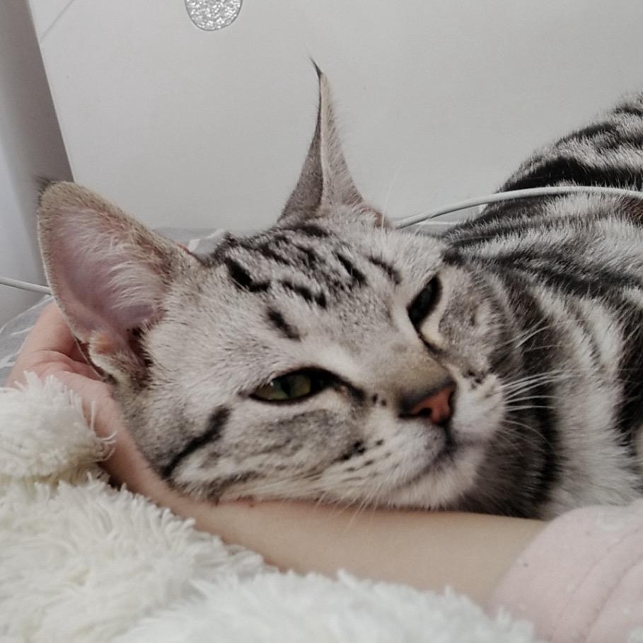 爱吃猫的🐟