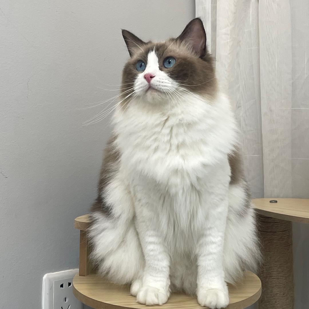 阿柴与猫宠物旗舰店