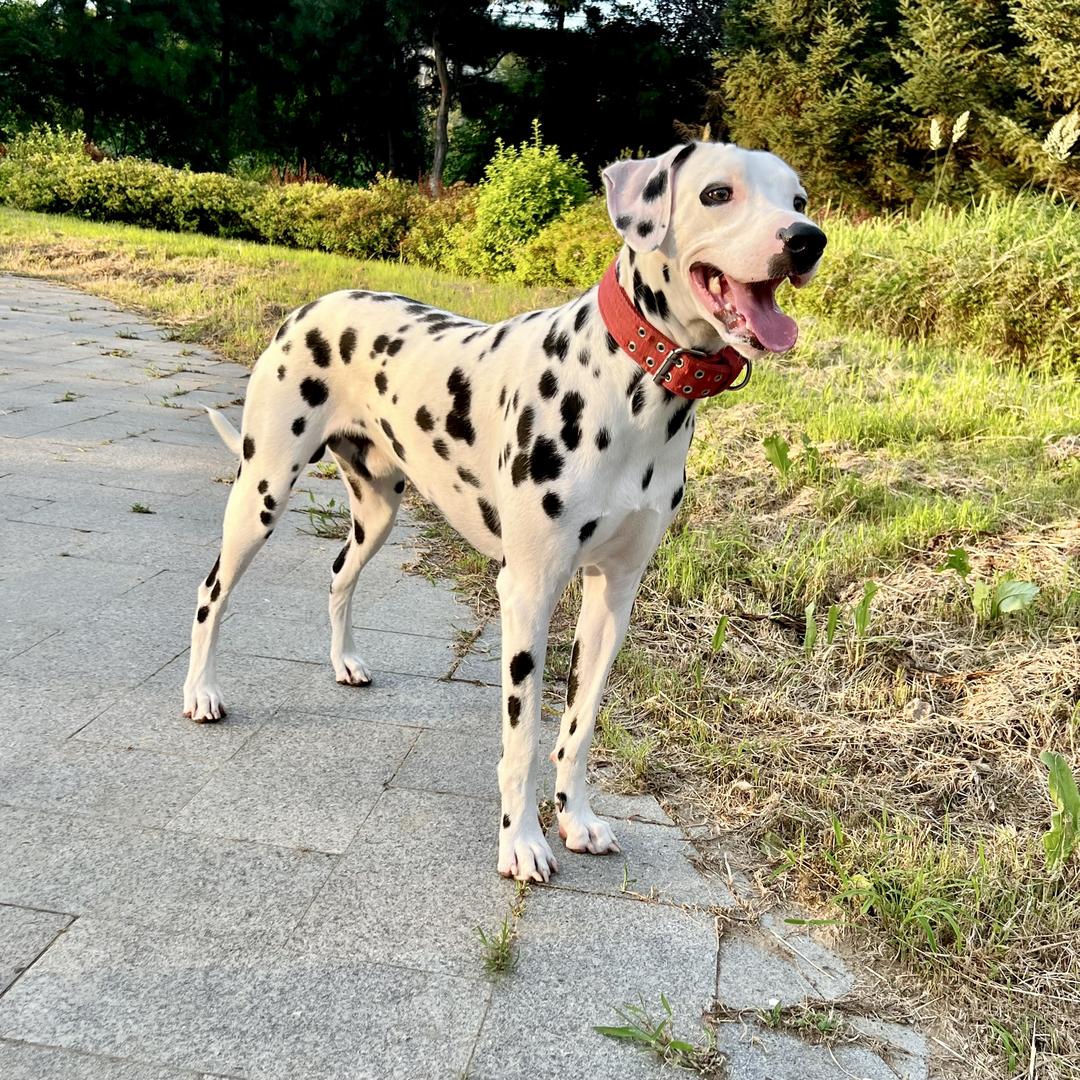 家有斑点狗