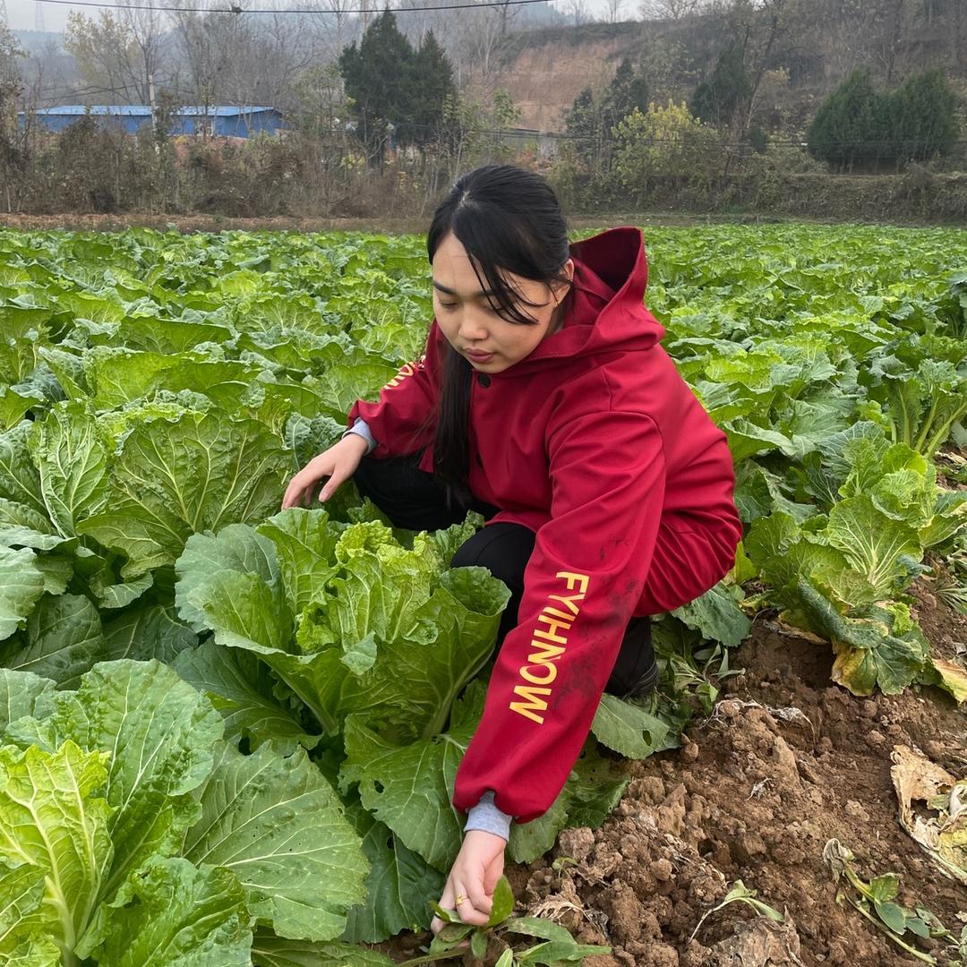 农技服务朱老师