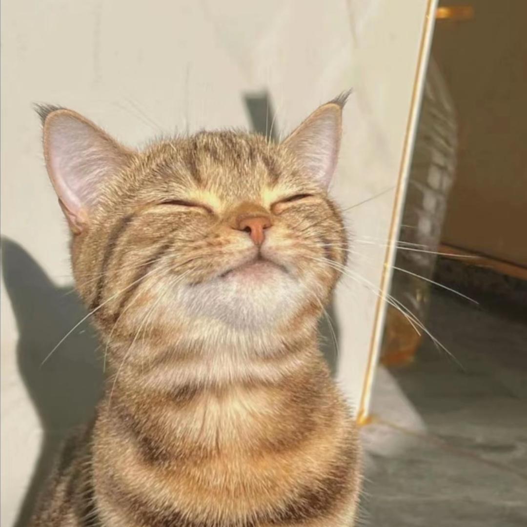一只建筑猫🐱