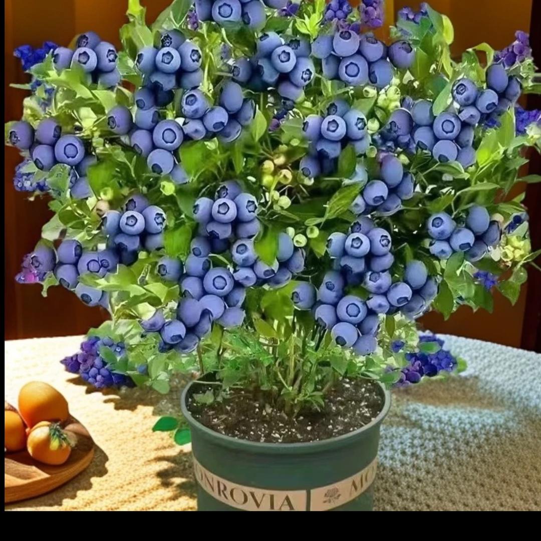 九棵莓园艺