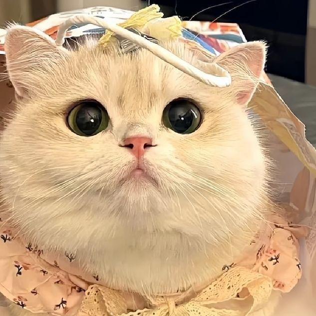 小猫日记✨