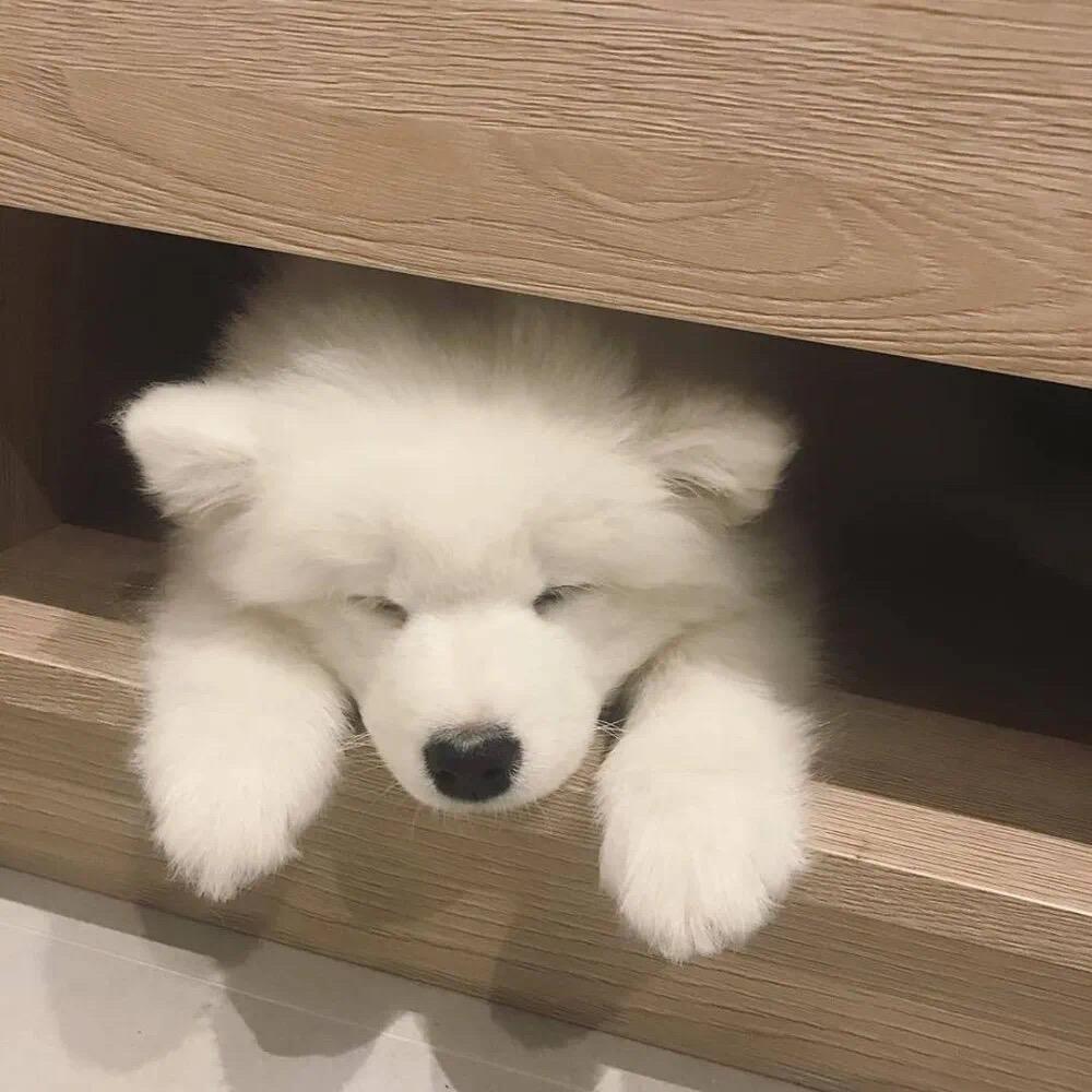 皮仔看视界
