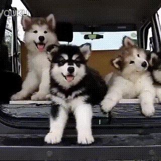 逗乐显眼包