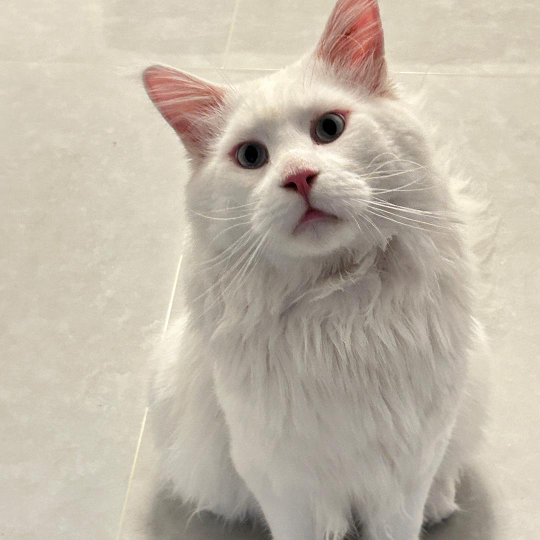 喵小汪宠物用品（摆摊儿版）