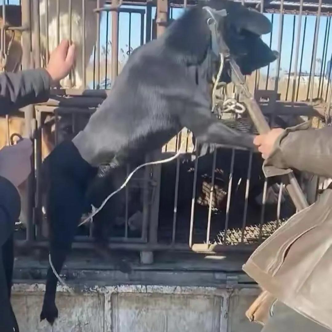 AAA专业全国套狗给钱就套（舔狗免费）