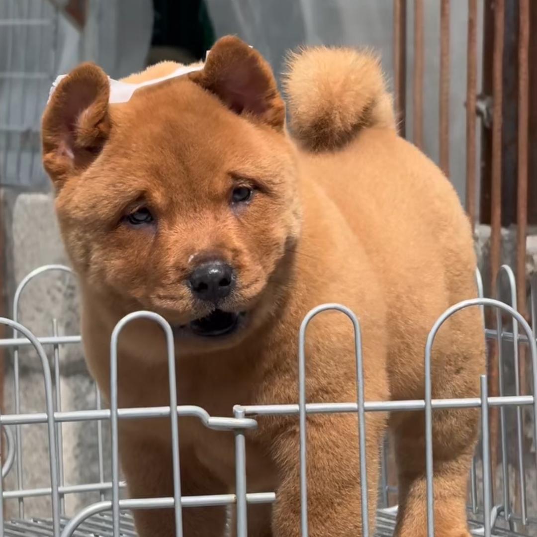 小萌田园犬